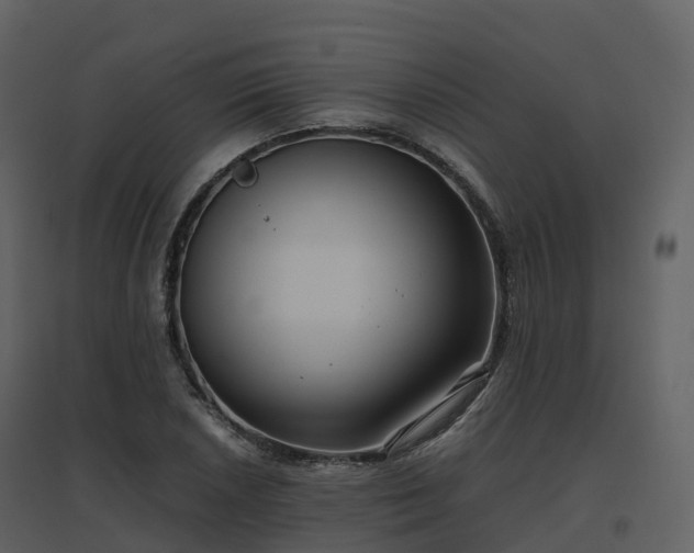 X0000096641026200802121105