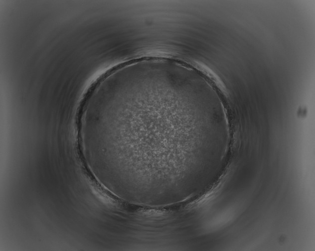 X0000096641027200802121105