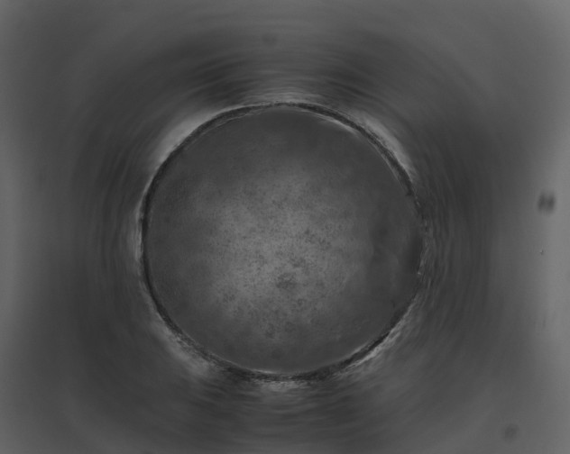 X0000096641031200802121105