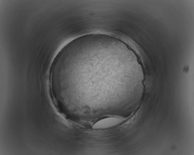 X0000096641048200802121105