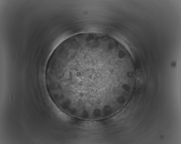 X0000096641091200802121104