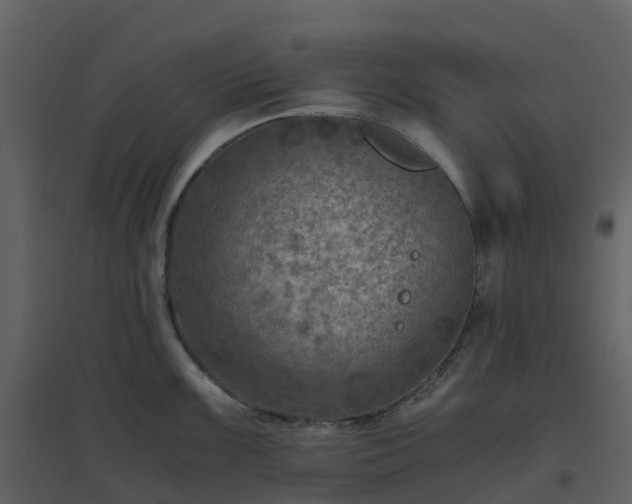 X0000096641099200802121104