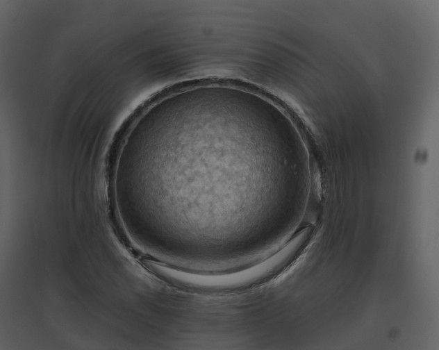 X0000096641118200802121103