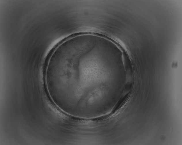 X0000096641120200802121103