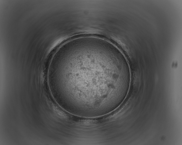 X0000096641163200802121103