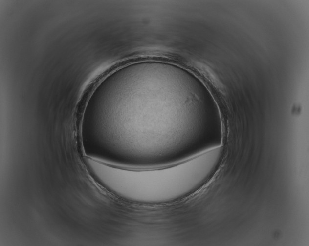 X0000096641164200802121103