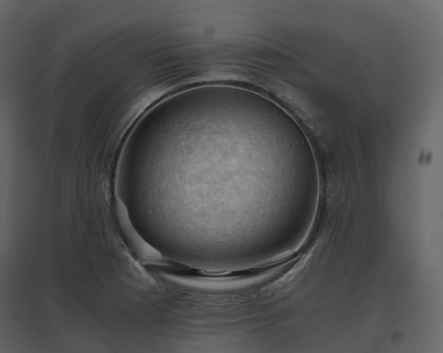 X0000096641177200802121103