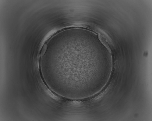 X0000096641180200802121103