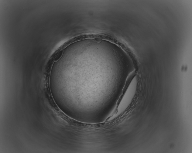 X0000096641208200802121102
