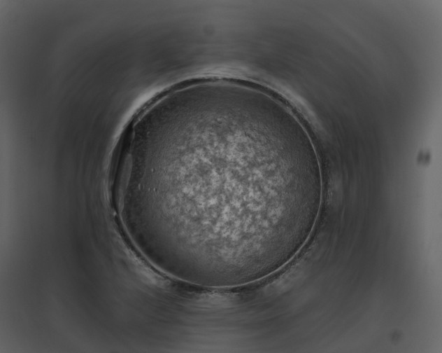 X0000096641224200802121102