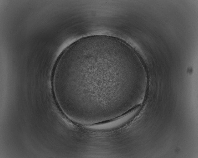 X0000096641230200802121102