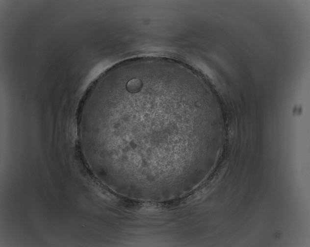 X0000096641267200802121101