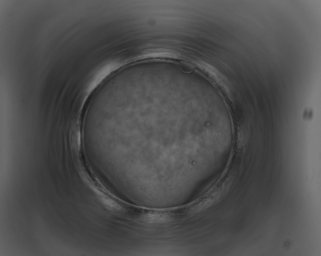 X0000096641274200802121101