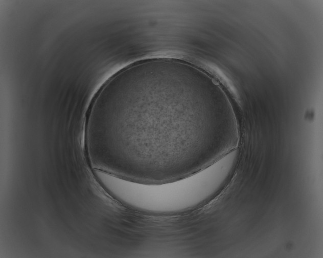 X0000096641276200802121101