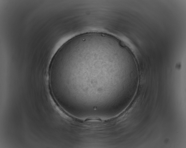 X0000096641287200802121101