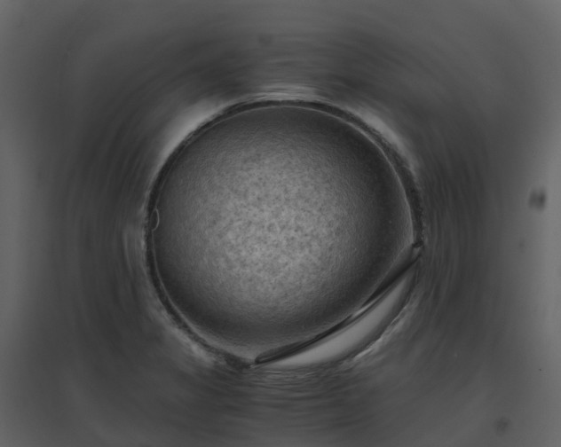 X0000096641325200802121101