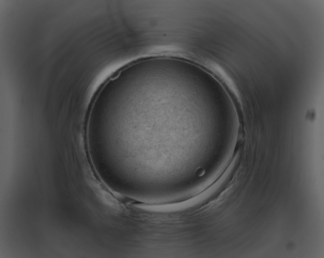X0000096641336200802121101
