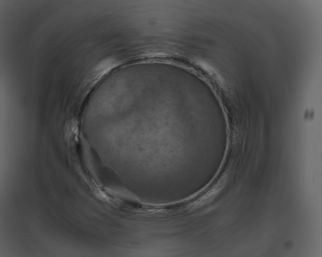 X0000096641353200802121100