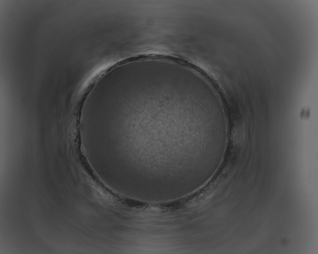 X0000096641359200802121100