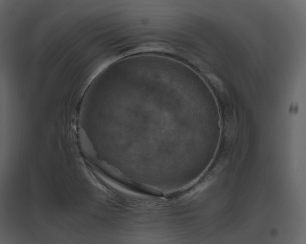 X0000096641369200802121100