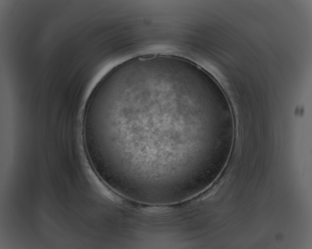 X0000096641392200802121100