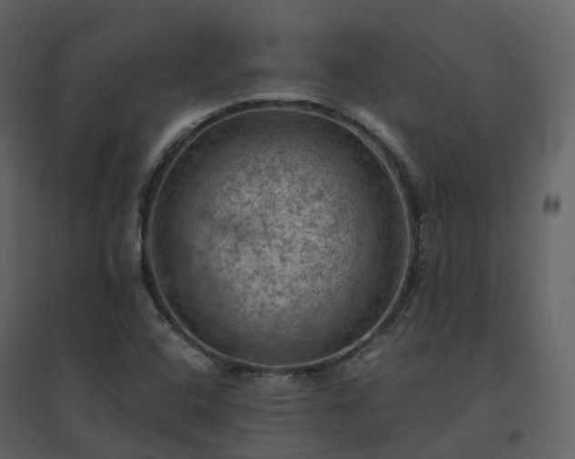 X0000096641408200802121059