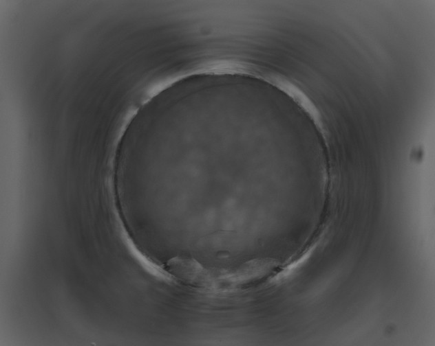 X0000096641429200802121100