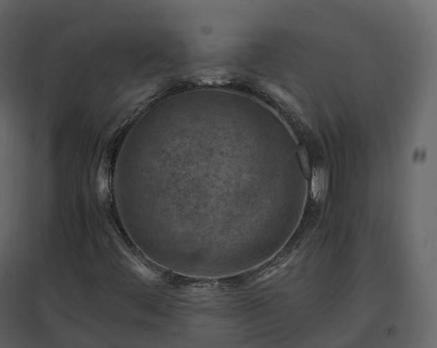 X0000096641444200802121059