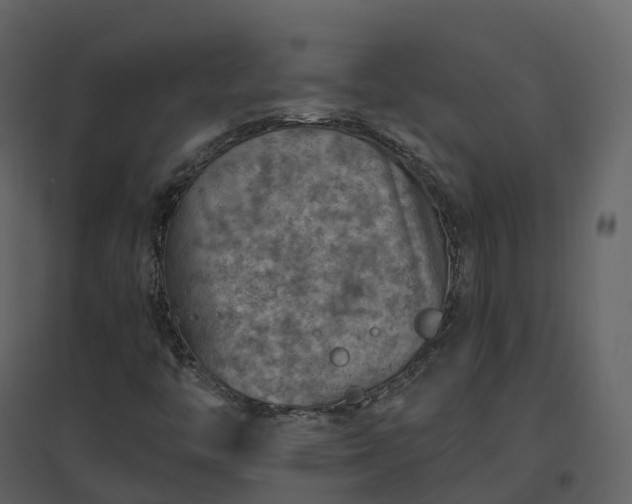 X0000096641446200802121059