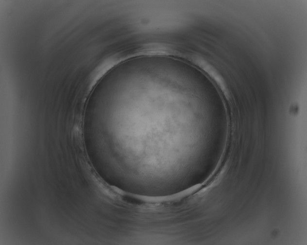 X0000096641481200802121058