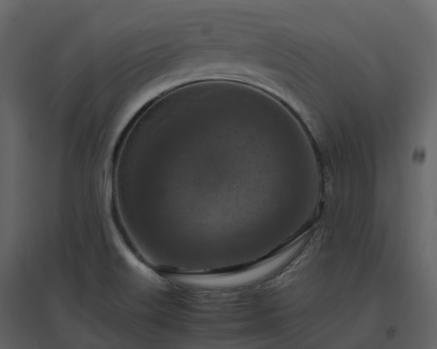 X0000096641515200802121058