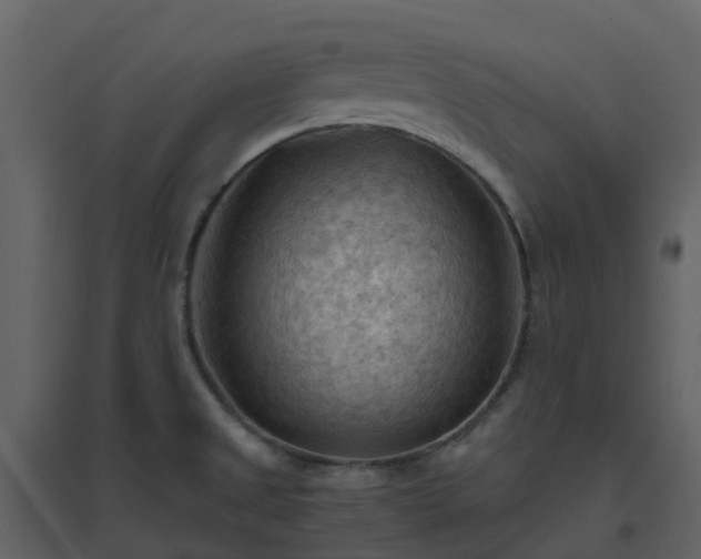 X0000096641525200802121058