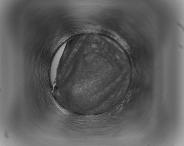 X0000096640009200802191230