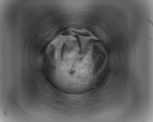 X0000096640034200802191229