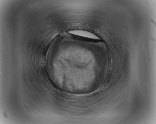 X0000096640048200802191229