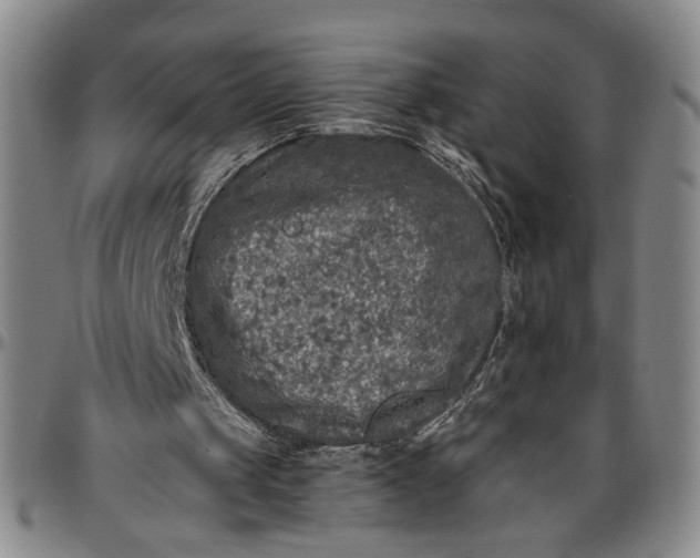 X0000096640049200802191229