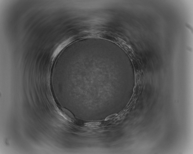 X0000096640051200802191229