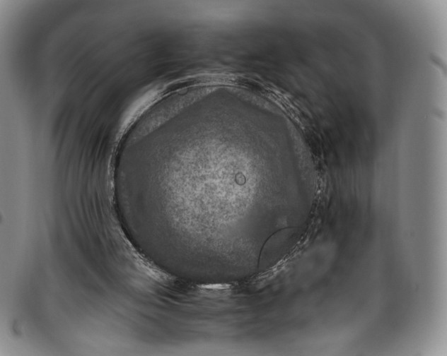 X0000096640053200802191229