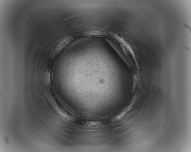 X0000096640057200802191229