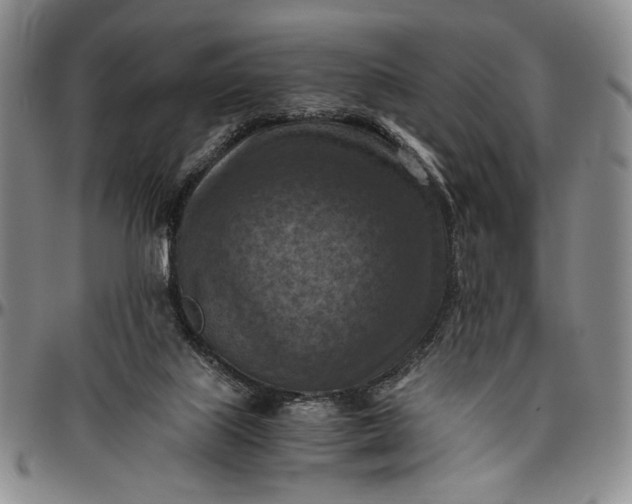 X0000096640067200802191229