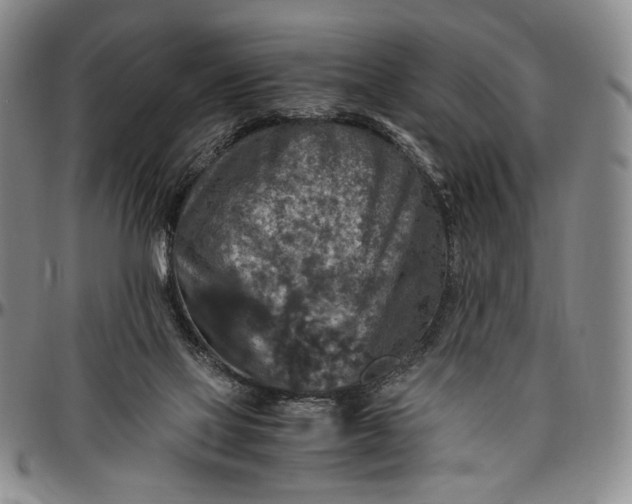 X0000096640069200802191229