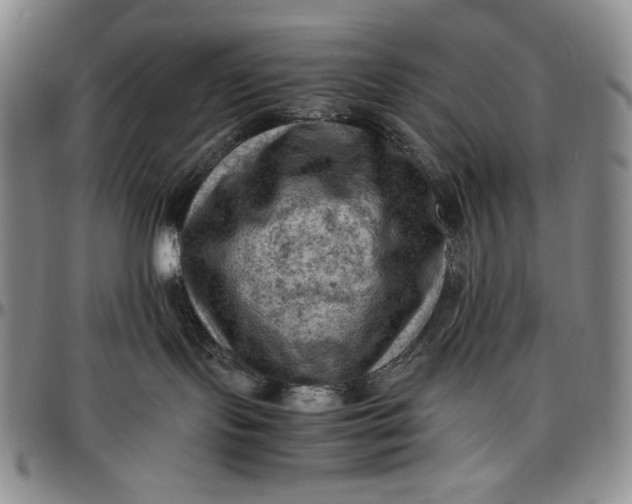 X0000096640095200802191229