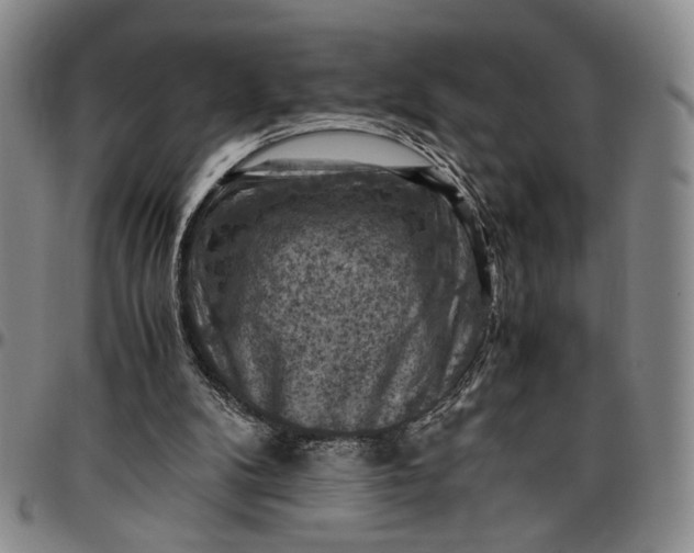 X0000096640104200802191228