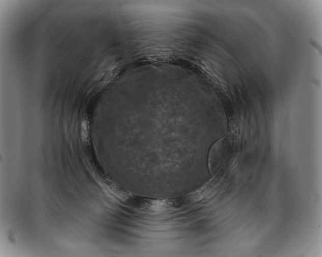 X0000096640130200802191228