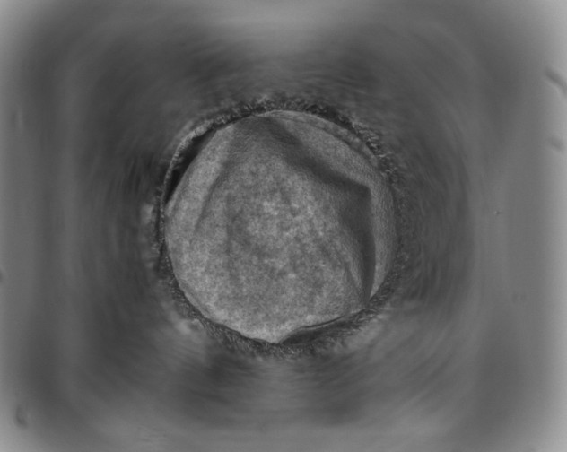 X0000096640144200802191228