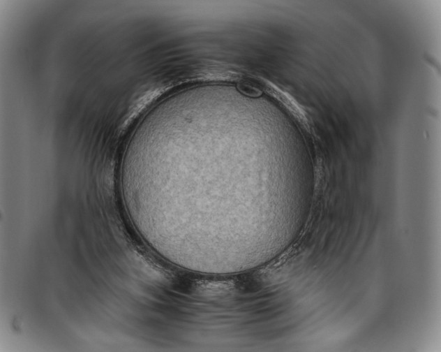 X0000096640155200802191227