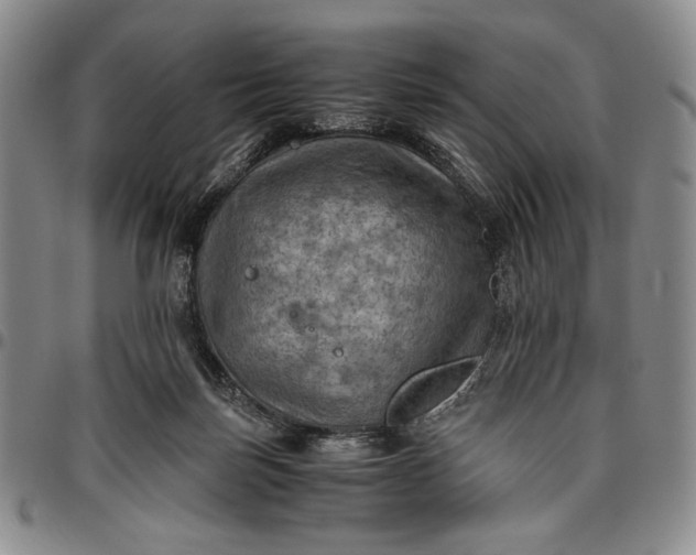 X0000096640171200802191228