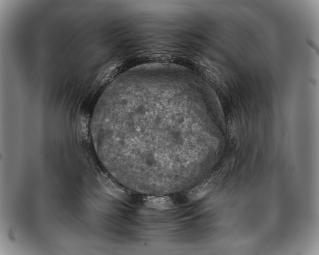 X0000096640185200802191228