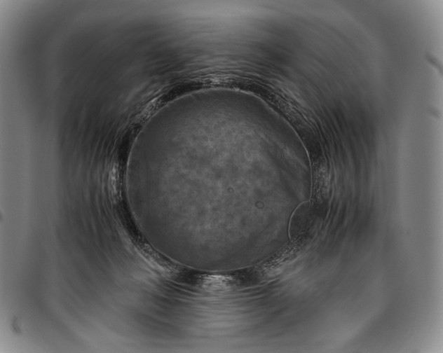 X0000096640222200802191227