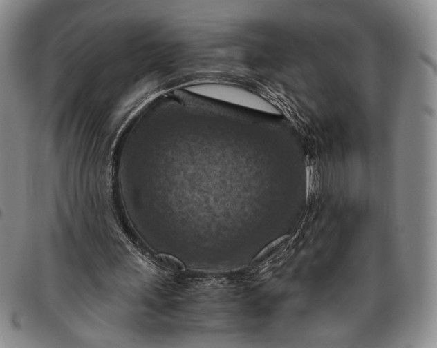 X0000096640243200802191226